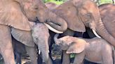 Call me by my name: Elephants' low rumbles could be unique to one another, research reveals