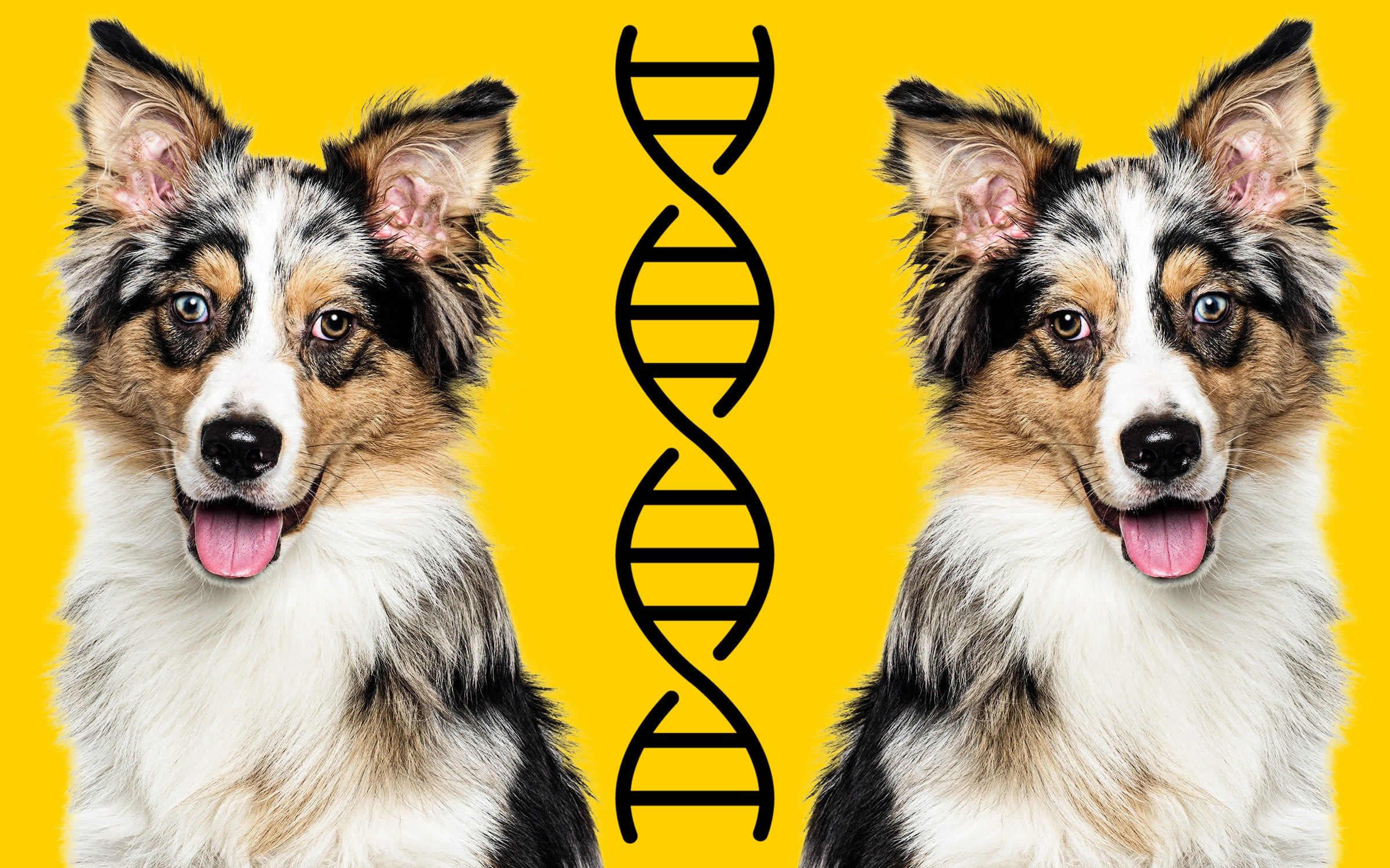 Why I spent £39,000 cloning my dog