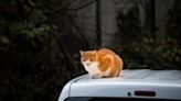 Arizona Cat on SUV Roof Rescued Before Reaching Highway