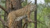Man, dog attacked by bobcats with rabies in New Mexico