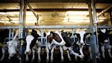 U.S. seeks new dispute panel over Canadian dairy imports