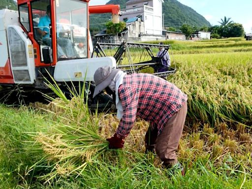 為何日本鬧米荒，台灣米卻供過於求？ - A2 財經要聞 - 20240922