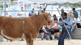 Oconto County Youth Fair returns with animals, bands, rides, and truck and tractor pulls