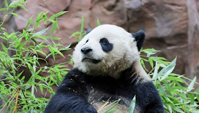 First giant pandas sent from China in decades make their debut at San Diego Zoo