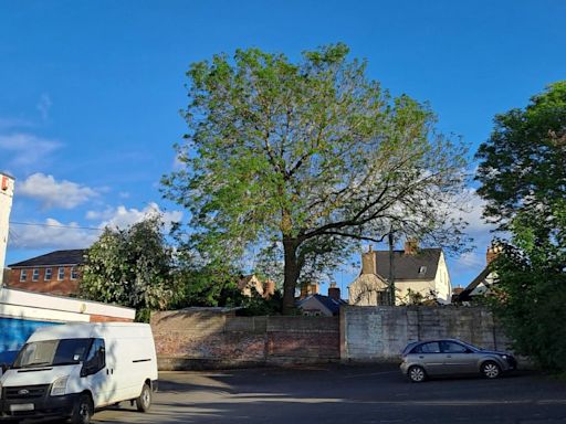 Cost of lethal disease plaguing Herefordshire's trees revealed