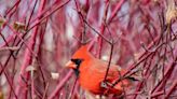 30,000 crows a-cawing: Christmas Bird Count a gift for birders, scientists alike