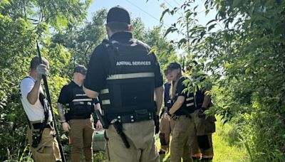 Alligator escapes from petting zoo at Missouri middle school