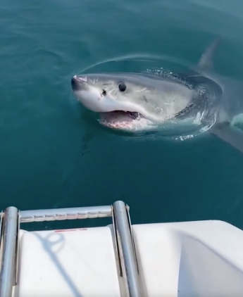 'You don't want to touch him': Listen as boaters react to great white shark off Scituate