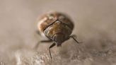 What Are Carpet Beetles? And How To Get Rid Of Them For Good