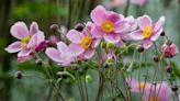 These Low-Maintenance Flowers Are Great for Budding Gardeners