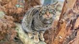 Scottish wildcats bred in captivity released to the wild in a bid to save the species from extinction