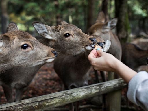 Japan may be sick of mass tourism. But the deer in this ancient UNESCO-listed city love it