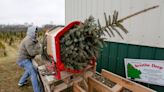 Still have your Christmas tree? Here’s how to recycle it in Manitowoc. Plus, more news in weekly dose.