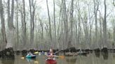 Ozark paddlers head to eastern Arkansas for wetland forest trip | Northwest Arkansas Democrat-Gazette