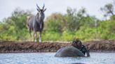 ‘I’m amazed I lived to tell the tale’: Award-winning photographer on a life spent in the wild