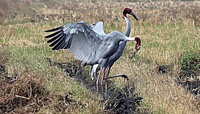 ‘Vulnerable’ Sarus Crane makes a comeback, annual population climbs by 14% in Gujarat wetlands