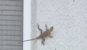 African lizard thrives in Central Florida