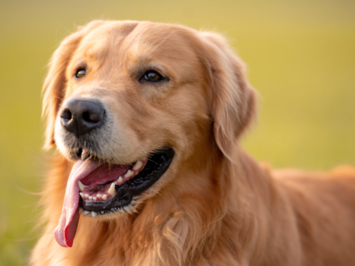 Golden Retriever's Animal Impressions Are Hilariously Spot-On