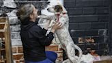 Las mascotas rescatadas de las inundaciones en Brasil aguardan un nuevo hogar