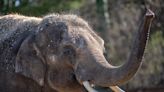 Columbus Zoo Announces Death of Beloved Elephant Beco Following 'Life-Threatening Virus'