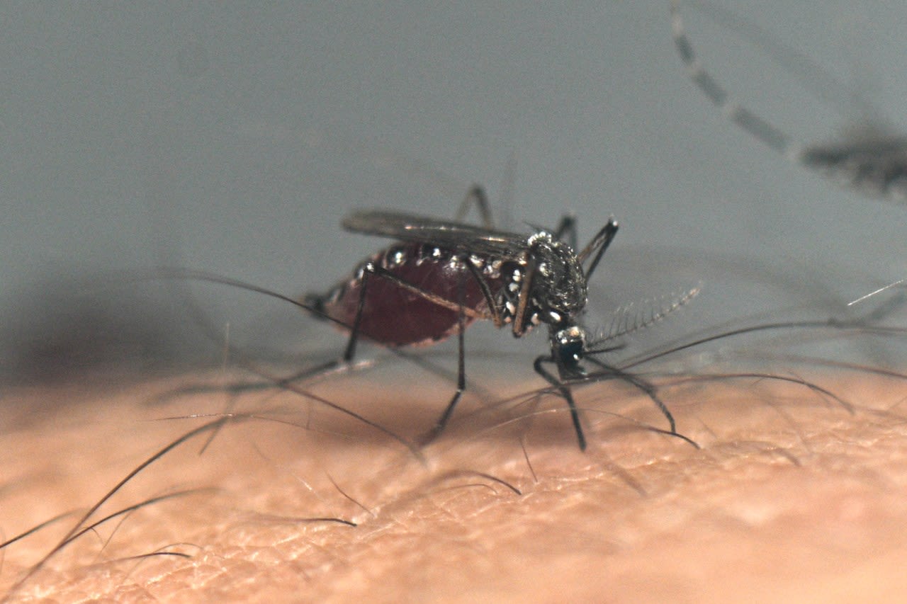 Santa Clara County to eradicate potentially lethal mosquito species