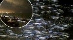 Fish orgies taking over California beaches during full moon — the strange reason why revealed