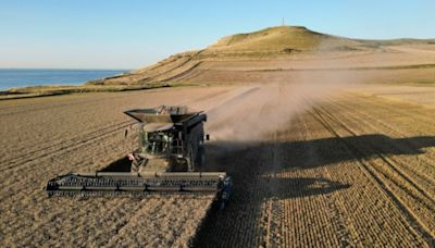 Rain-hit crops create triple whammy for French grain farmers