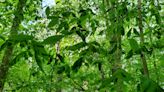 Beech leaf disease, an invasive species that attacks vulnerable trees, found in Michigan