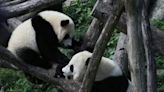 Panda diplomacy is back: China sending two bears to Washington | Fox 11 Tri Cities Fox 41 Yakima