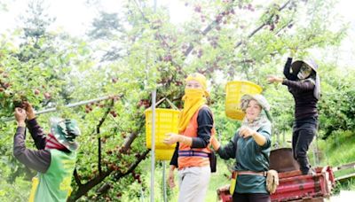 水果產季揭幕 玩梨山正當時