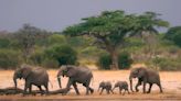 The truth behind why African elephants are dropping dead