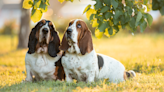 Basset Hounds Turn on the Charm When Mom Catches Them Digging Holes in the Backyard