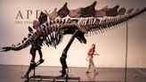 Nueva York pondrá a la venta restos de un Estegosaurio
