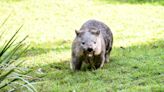Textbooks Say A Wombat Can Outrun An Olympic Sprinter. Is It True?
