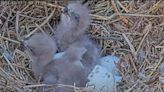 World watches as 2 eaglets hatch on live webcam in Virginia; a third could emerge any day