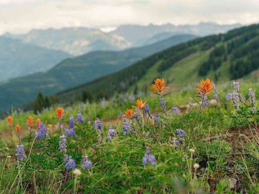 This Colorado Mountain Town Is Home to Some of the Best Wildflowers Blooms in the State — Here's How to See Them