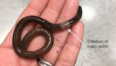 These hungry, ‘muscular’ snake worms are ‘widespread’ in New Hampshire