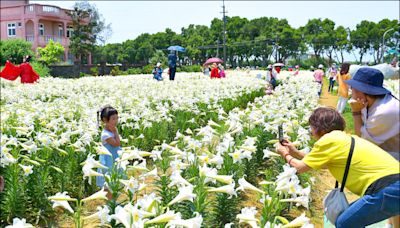 雪白花海 觀音4萬株鐵炮百合綻放