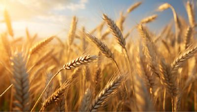 Stock holding limit imposed on wheat