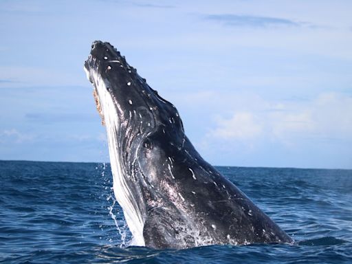 Las ballenas fueron más felices durante la pandemia de la covid, revela estudio científico