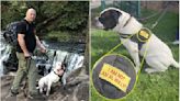 Dog owner sews 'I am not an XL bully' on to dog's harness after getting 'dirty looks'