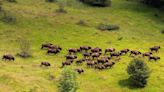 How a Small Herd of Romanian Bison Is Locking Away Thousands of Tons of Carbon