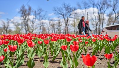 Tulipas florescem em uma rua de Vladivostok, na Rússia; veja fotos de hoje