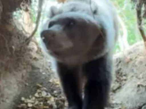 Moment influencer comes face-to-face with bear after sneaking into den