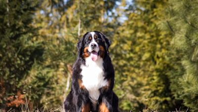 Bernese Mountain Dog Embarks on Sublime Horse Hiking Adventure in California