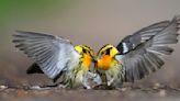 Incredible shot of birds in action wins Audubon Photography Awards 2024, see pictures