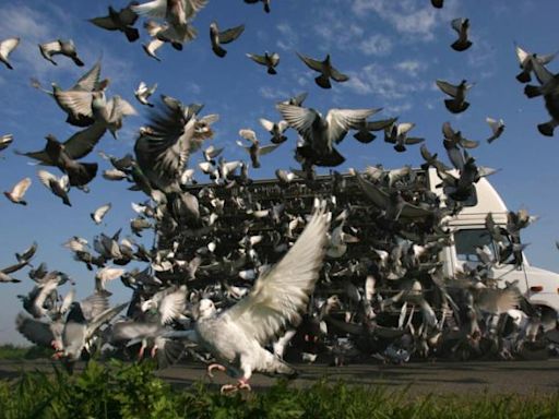 數千鴿子僅10餘隻歸返 動保團體遞交反海上賽鴿公投連署書