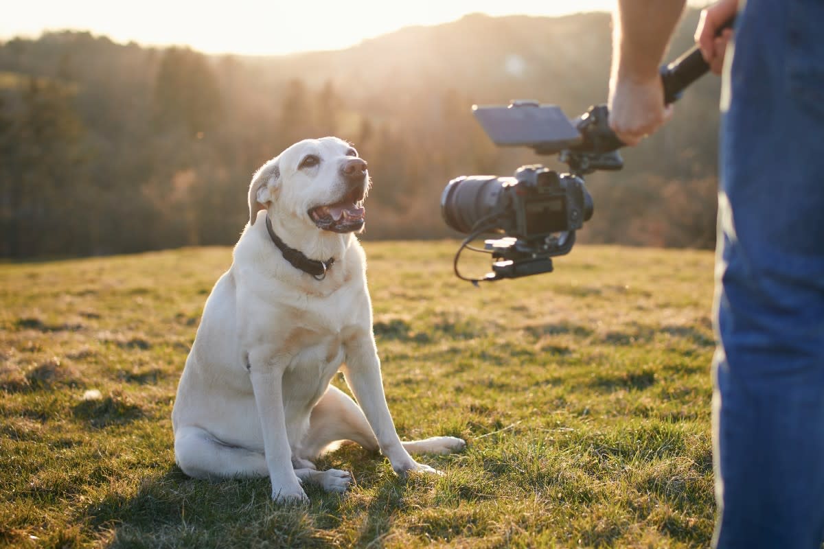 10 Famous TV Dogs Who Captured Our Hearts and Never Let Go