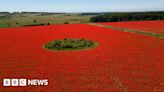 Rewilding creates a sea of red poppies in Great Massingham