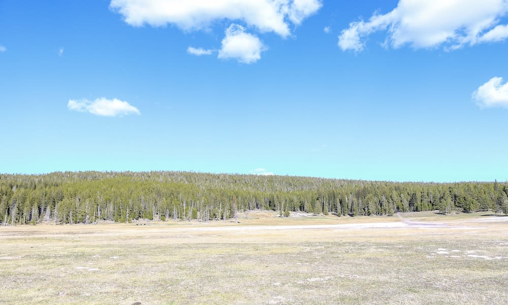 Can you spot the Yellowstone bison and three grizzly bears?